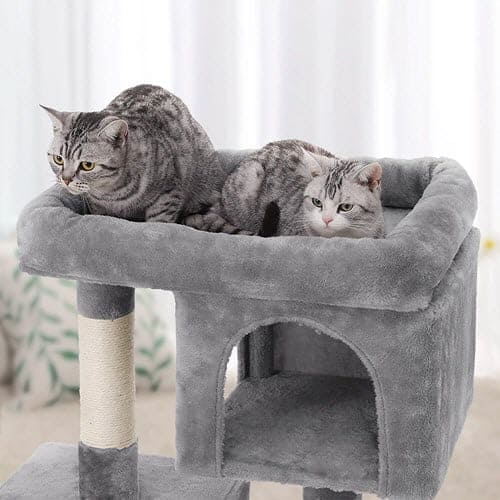 Cat setting in cat ACat Furniture