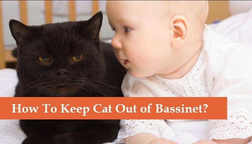 How To Keep Cat Out Of Bassinet Tricks That I M Using Getforbaby