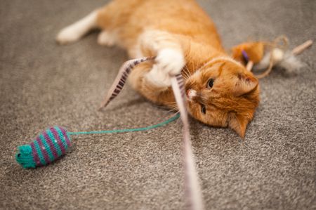 Cat Playing with a woolen ball